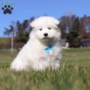 Simon, Samoyed Puppy